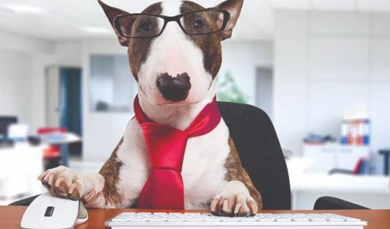 Cães no trabalho aliviam o estresse