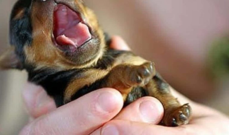 Filhotes de cães e os cuidados que precisamos saber