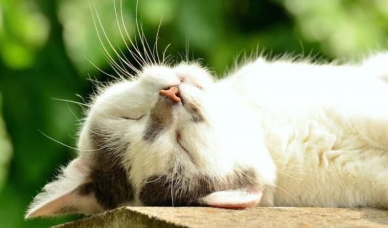 Conheça a importância da taurina para os gatos